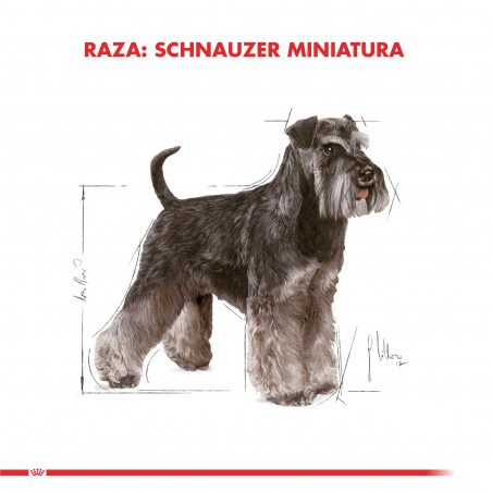 Royal Canin - Perro - Schnauzer Miniatura Adulto 3 Kg - Royal Canin 