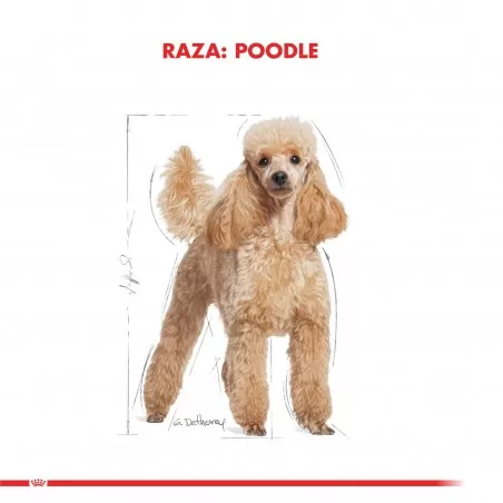 Royal Canin - Perro - Poodle Adulto 7,5kg A PEDIDO - Royal Canin 