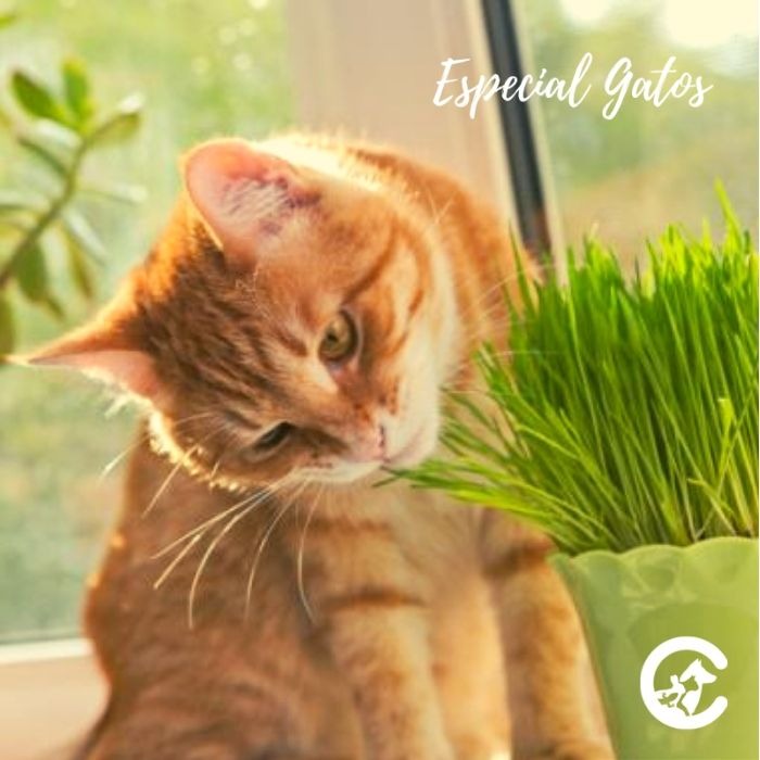 La hierba que estimula a los gatos, el Catnip y sus beneficios